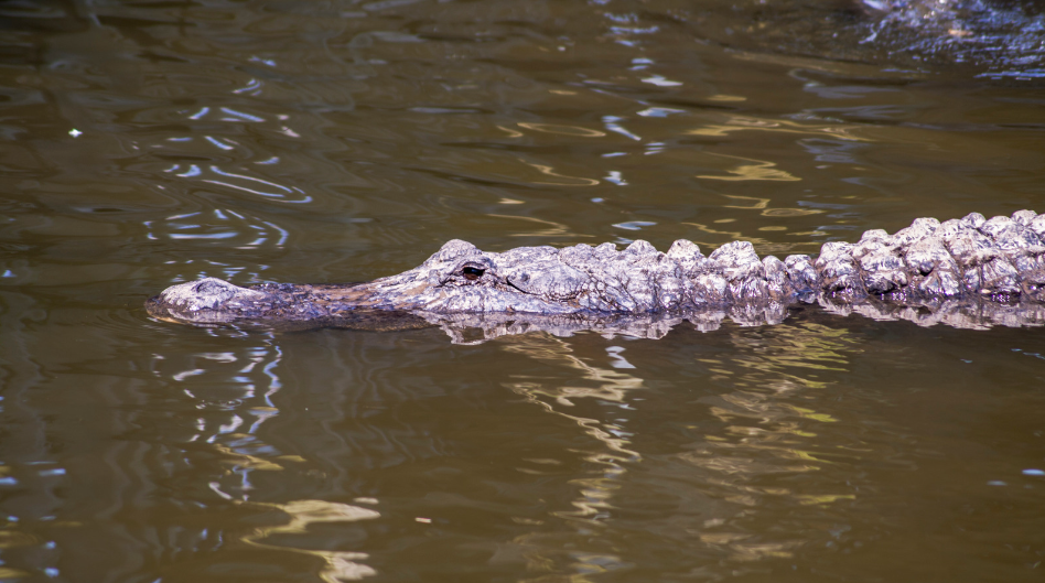 Gatorland Orlando